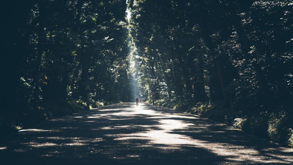 Morning light falling through a forest onto a path